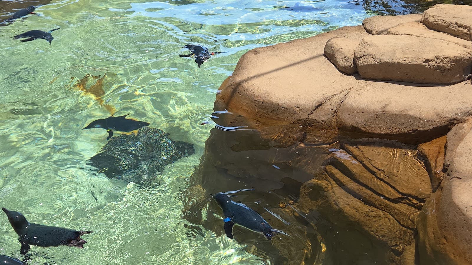 Penguin Encounter — Main Beach, Gold Coast
