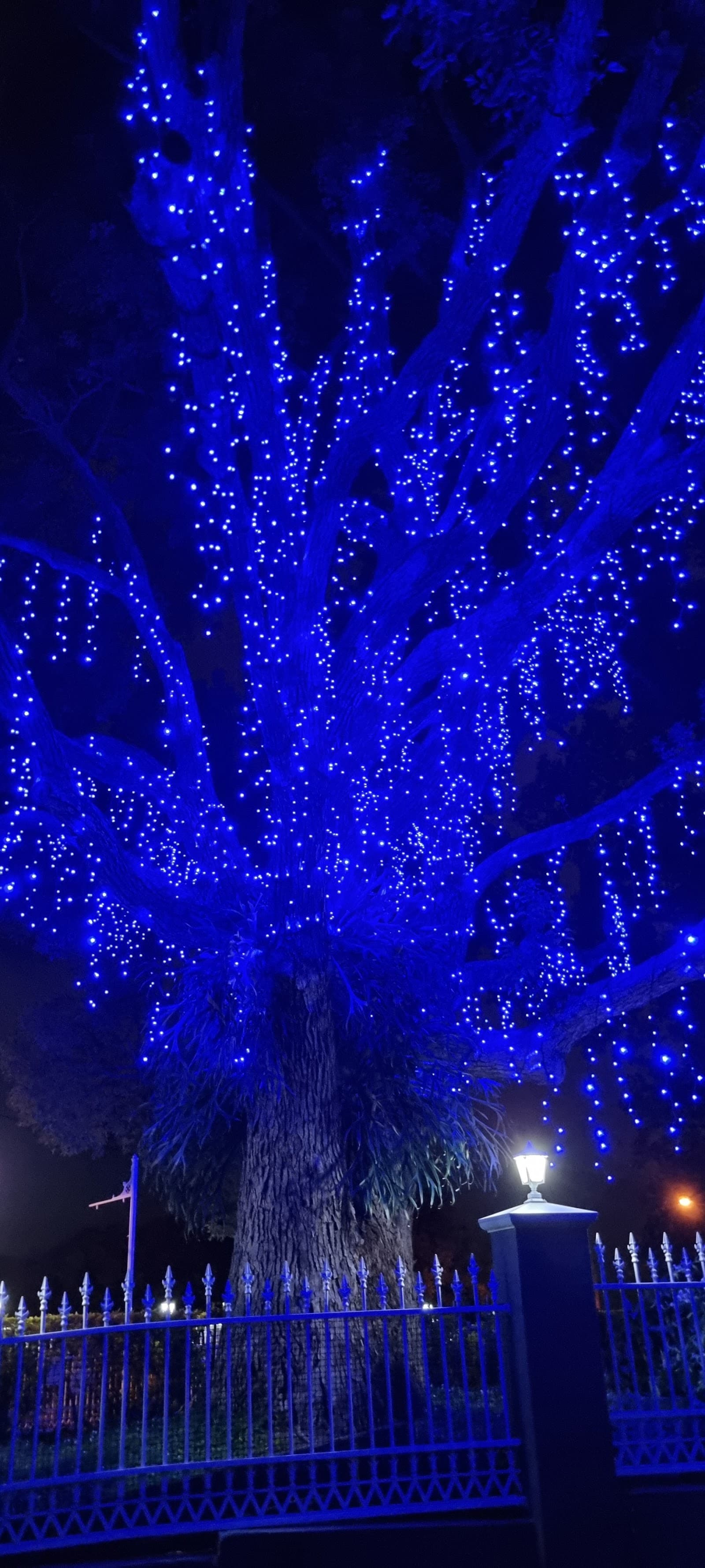 Blue Tree — Southport, Gold Coast