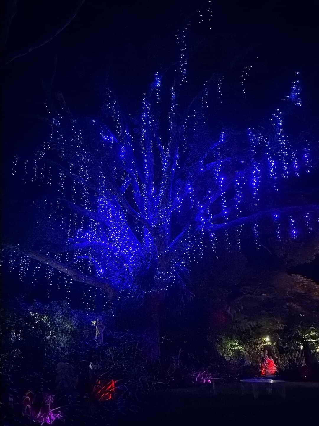 Blue Tree — Southport, Gold Coast