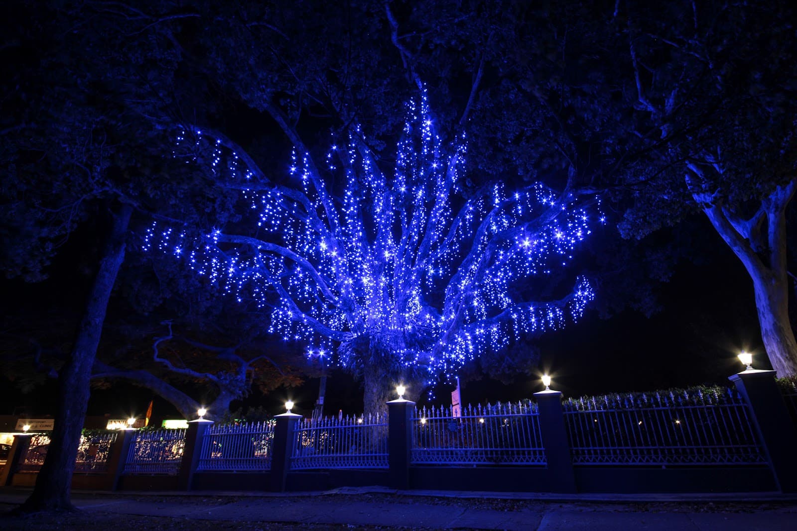 Blue Tree — Southport, Gold Coast