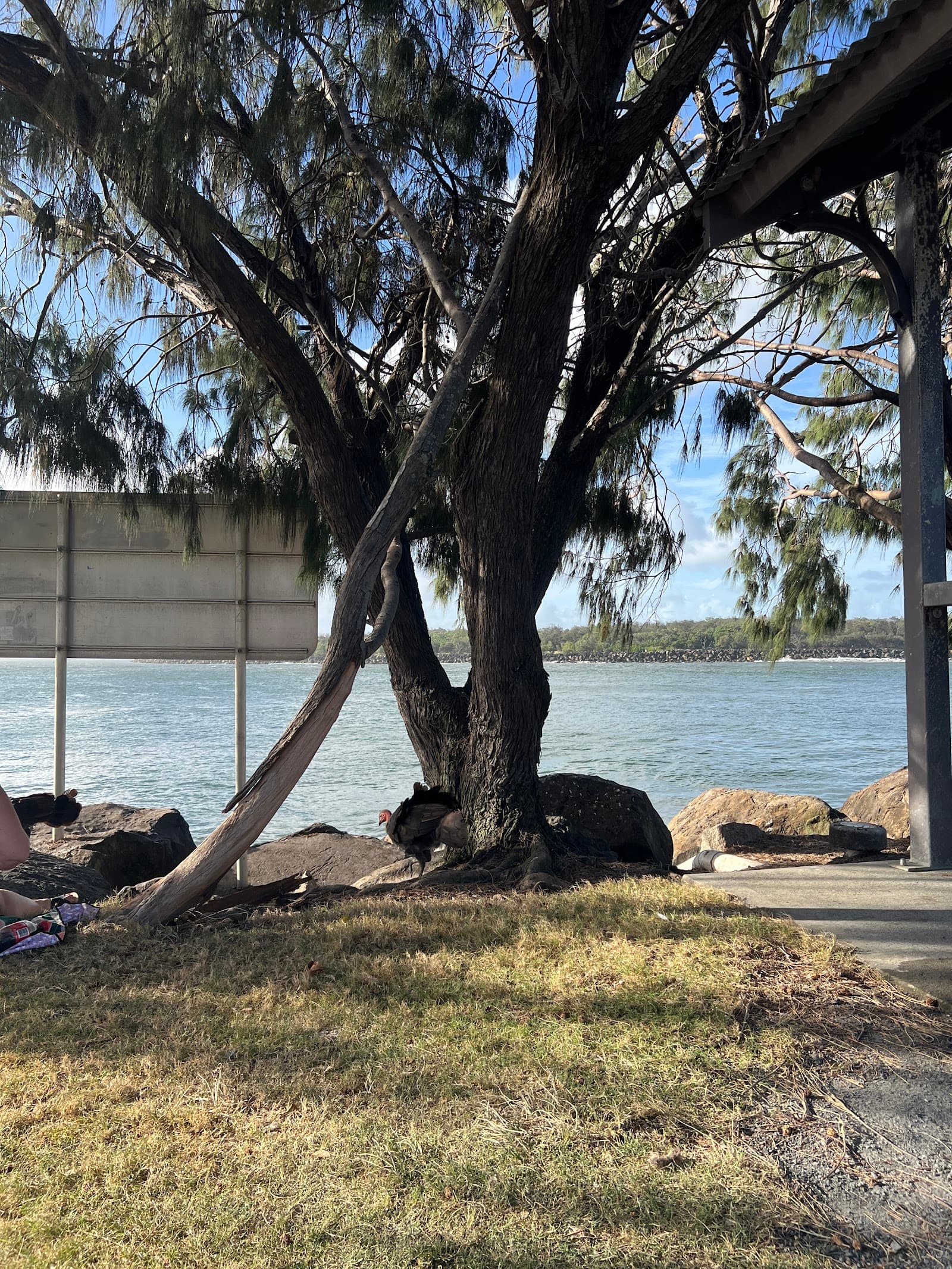 Turkey time Turkey tours — Mermaid Beach, Gold Coast