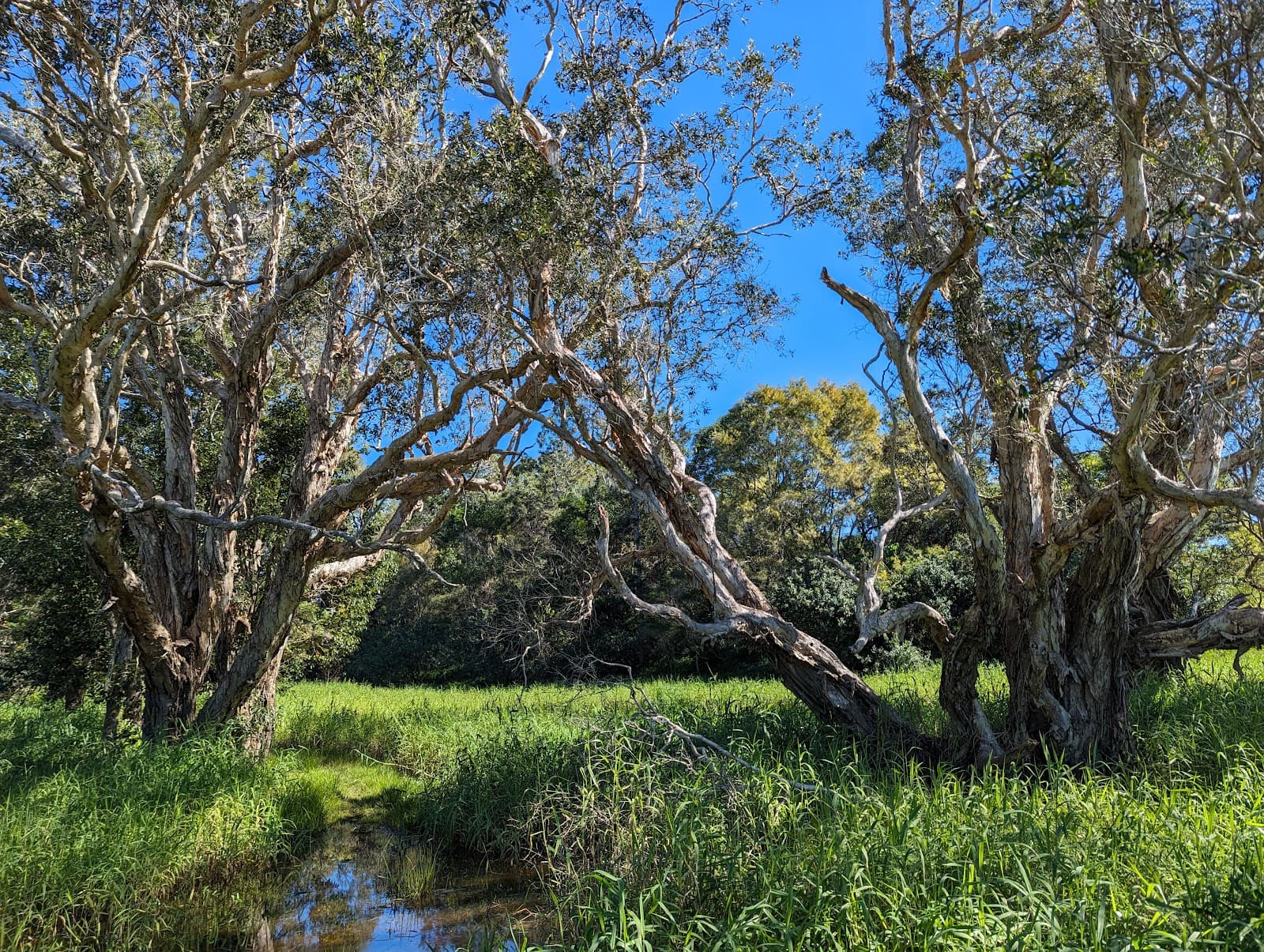 Hinterland Regional Park — Robina, Gold Coast