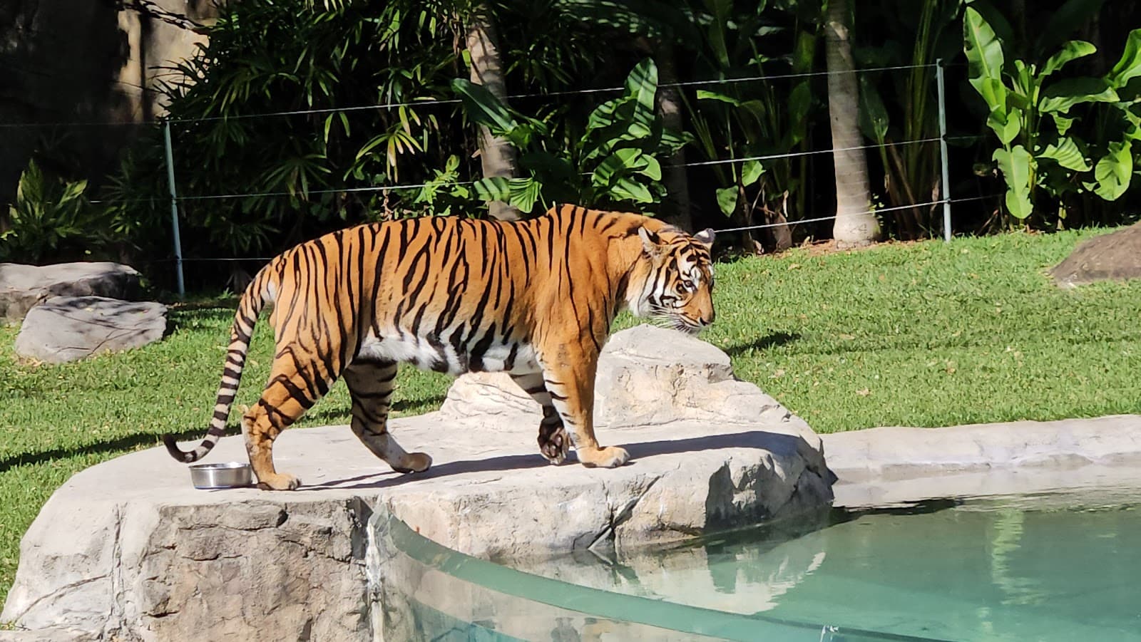 Tiger Island — Hope Island, Gold Coast