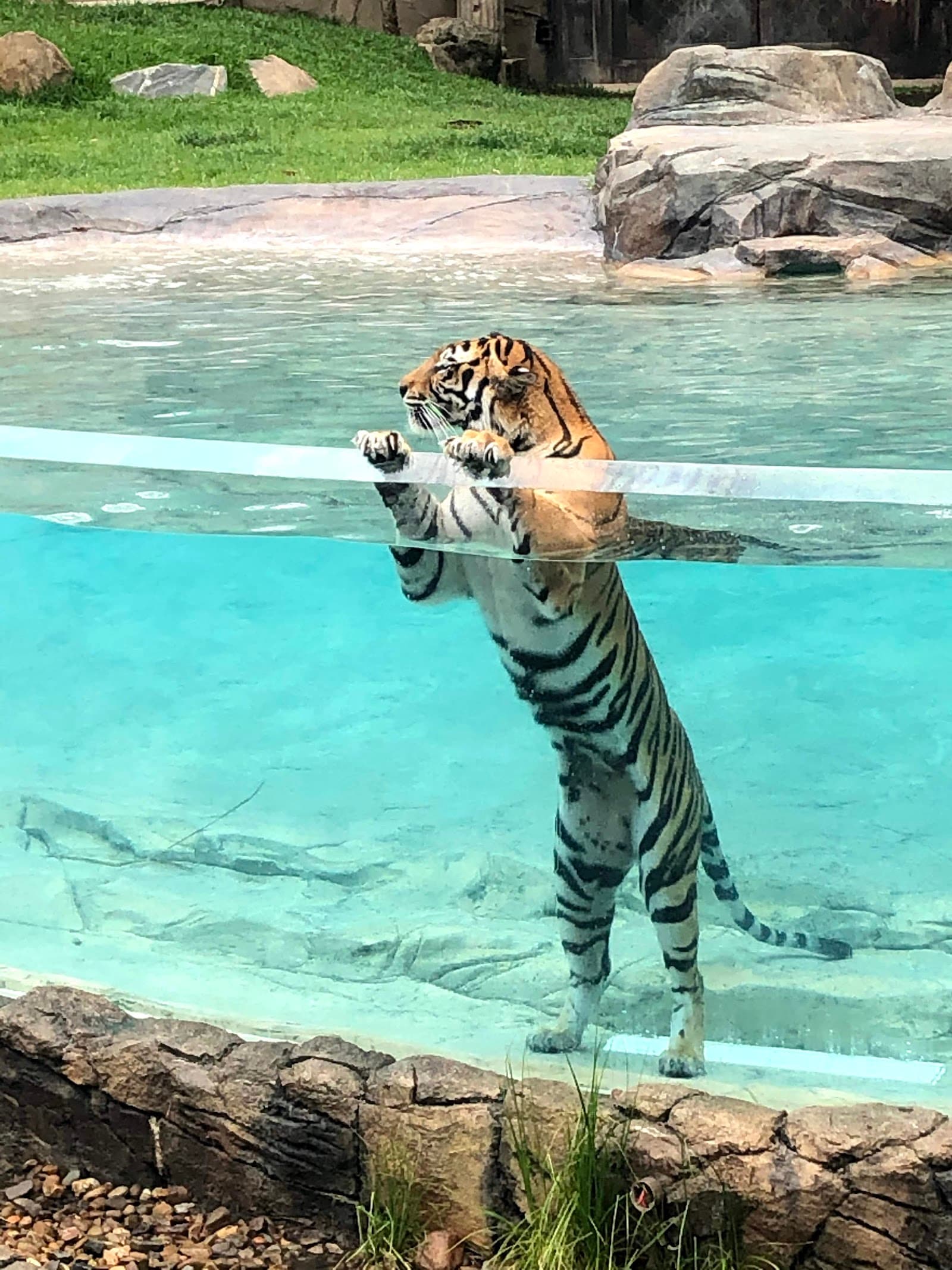 Tiger Island — Hope Island, Gold Coast