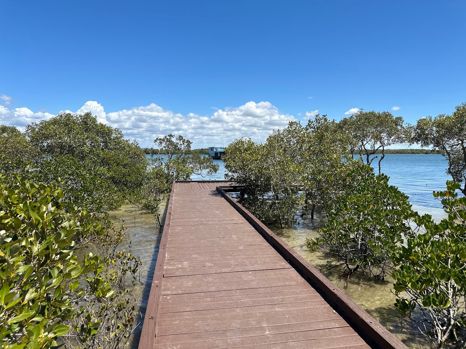 Paradise Mangrove boardwalk — Hope Island, Gold Coast
