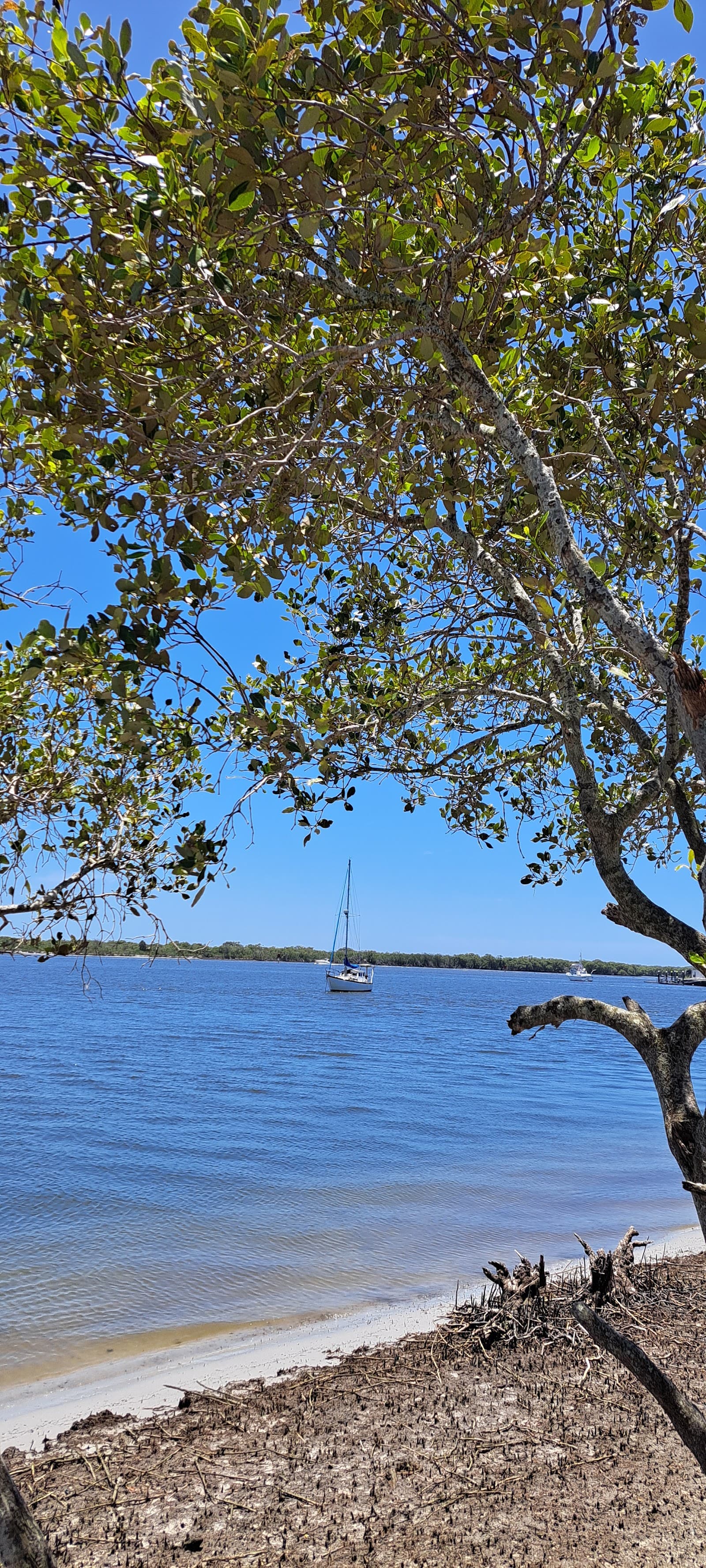 Paradise Mangrove boardwalk — Hope Island, Gold Coast