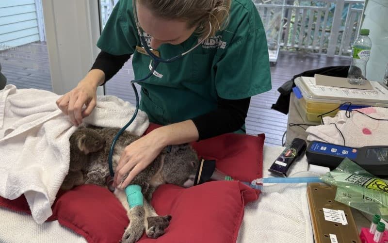 Currumbin Wildlife Hospital