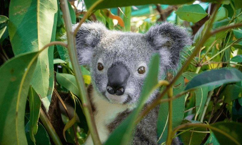 Currumbin Wildlife Hospital