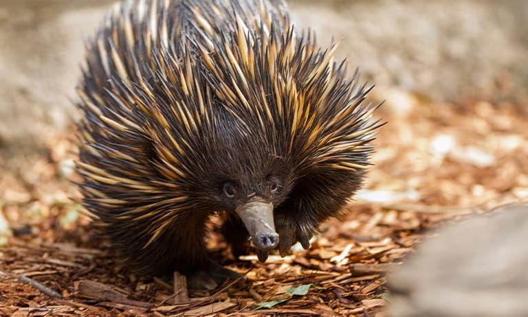 Currumbin Wildlife Hospital