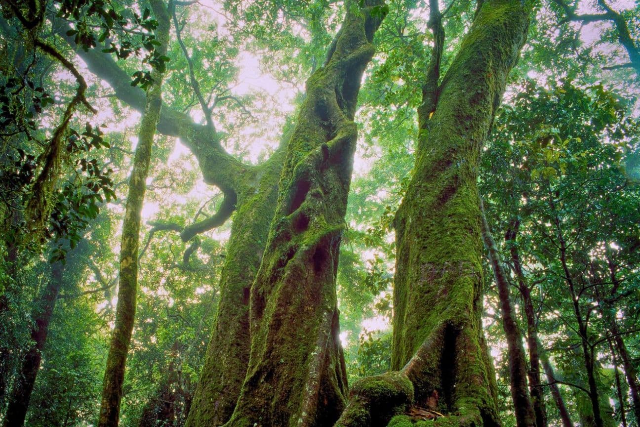 Springbrook National Park